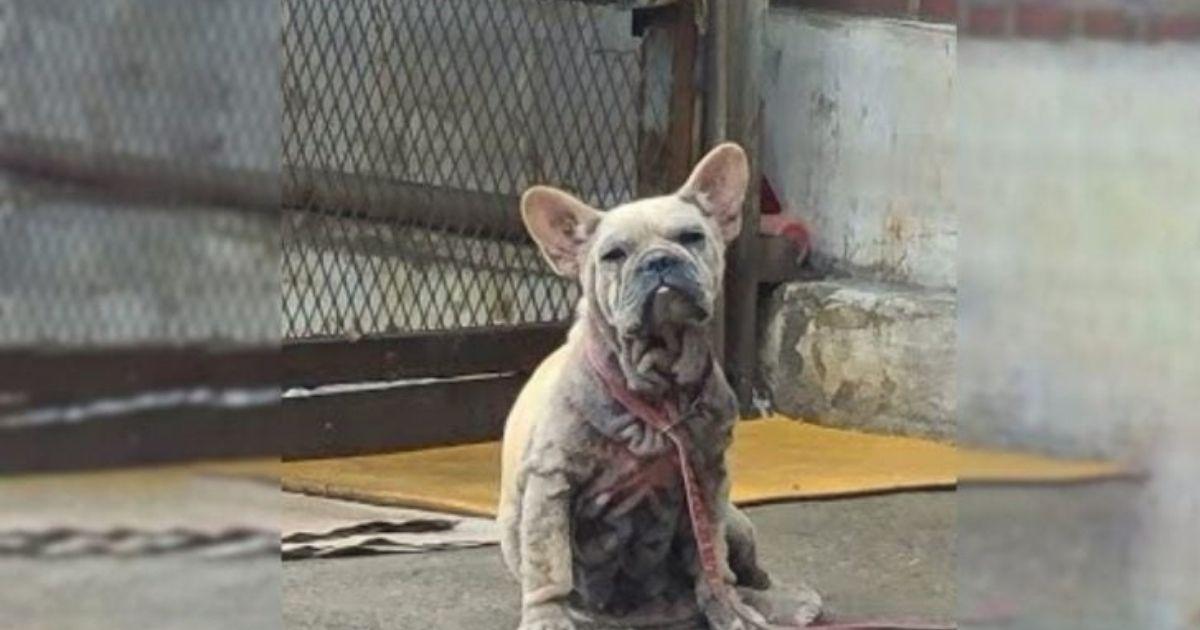 Abandoned Dog Waited Four Years For Her Owner Until A Kind Soul Changed Everything