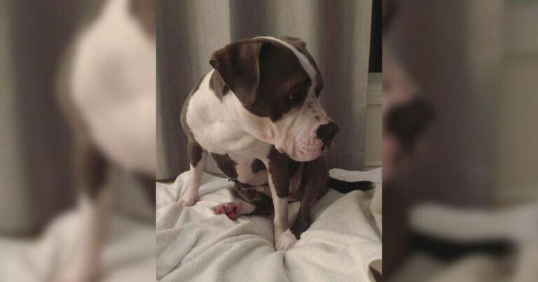 Shelter Dog Set For Euthanasia Howled The Saddest Bark Until A Woman Stepped In