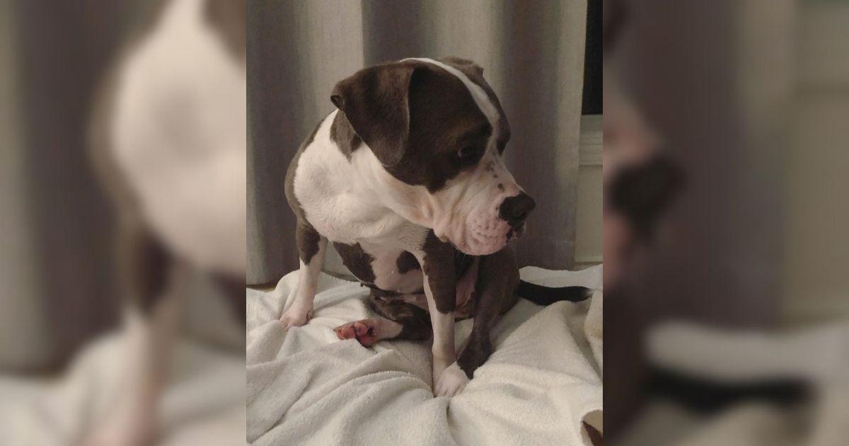 Abandoned Dog’s Heartbreaking Bark Led To A Life Changing Rescue