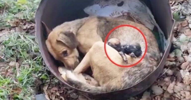 Rescuers Brought To Tears After Finding Abandoned Mama Dog Mourning Her Deceased Puppies