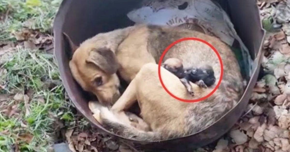 Abandoned Mother Dog Found Mourning Her Puppies Gets A Second Chance At Life