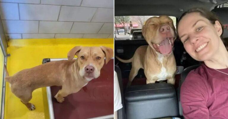 Adorable Dog's Priceless Reaction After Leaving The Shelter For A New Life