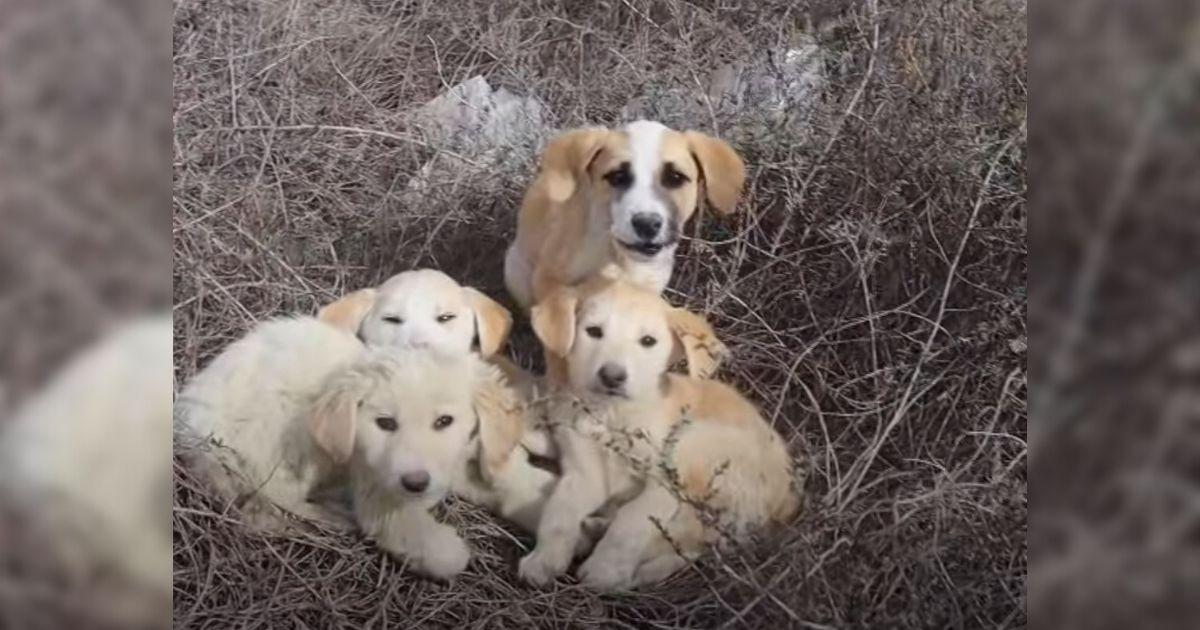 Brave Rescuers Save Four Puppies, But One Was Too Scared To Trust