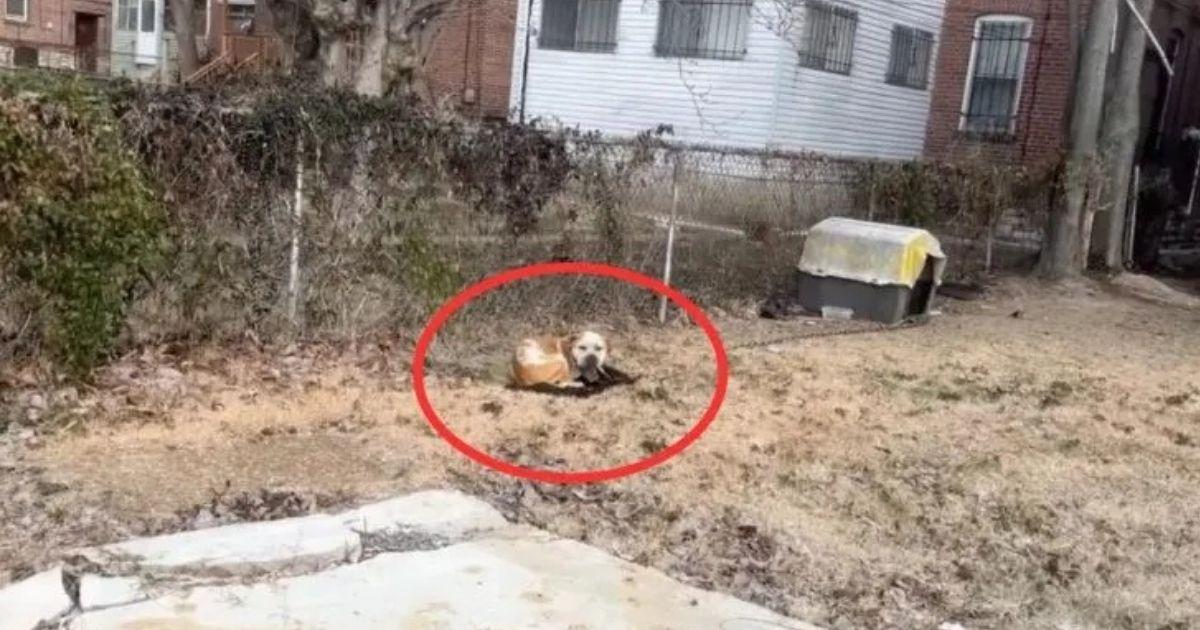 Chained Dog Left Behind At Abandoned House Ecstatic When Rescuers Save Him From Freezing Cold