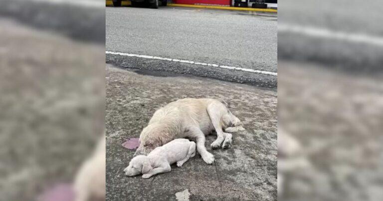 Determined Mama Dog Fights To Save Her Puppy Until Someone Finally Helps