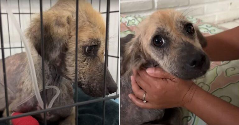 Dog Left Tied To A Pole With Head In Trash Bag Stuns Everyone With Remarkable Recovery