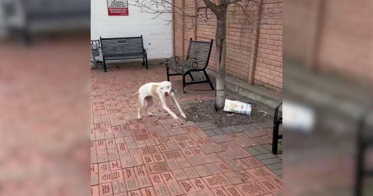 Dog Left Tied To A Tree Can't Hide His Joy When Kind People Find Him