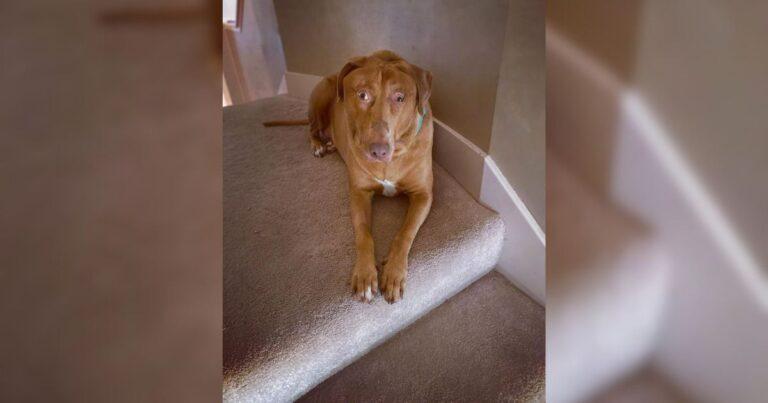 Family Brings Home A Shelter Dog And Quickly Realizes Something Shocking About Her