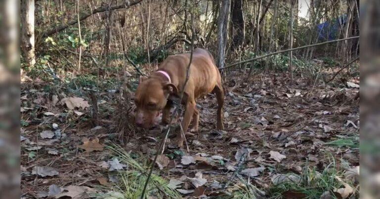 Fearful Pittie Spent Years In The Woods Before Finding Trust In A Kind Soul