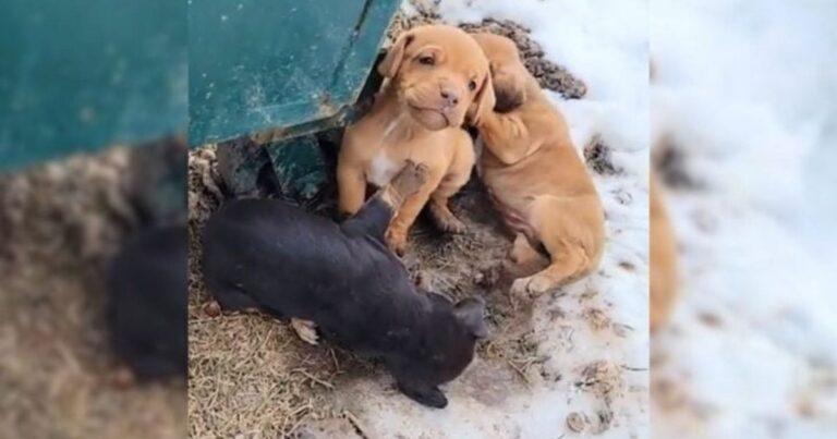 Freezing Puppies Found Behind A Dumpster Meet Their Guardian Angels