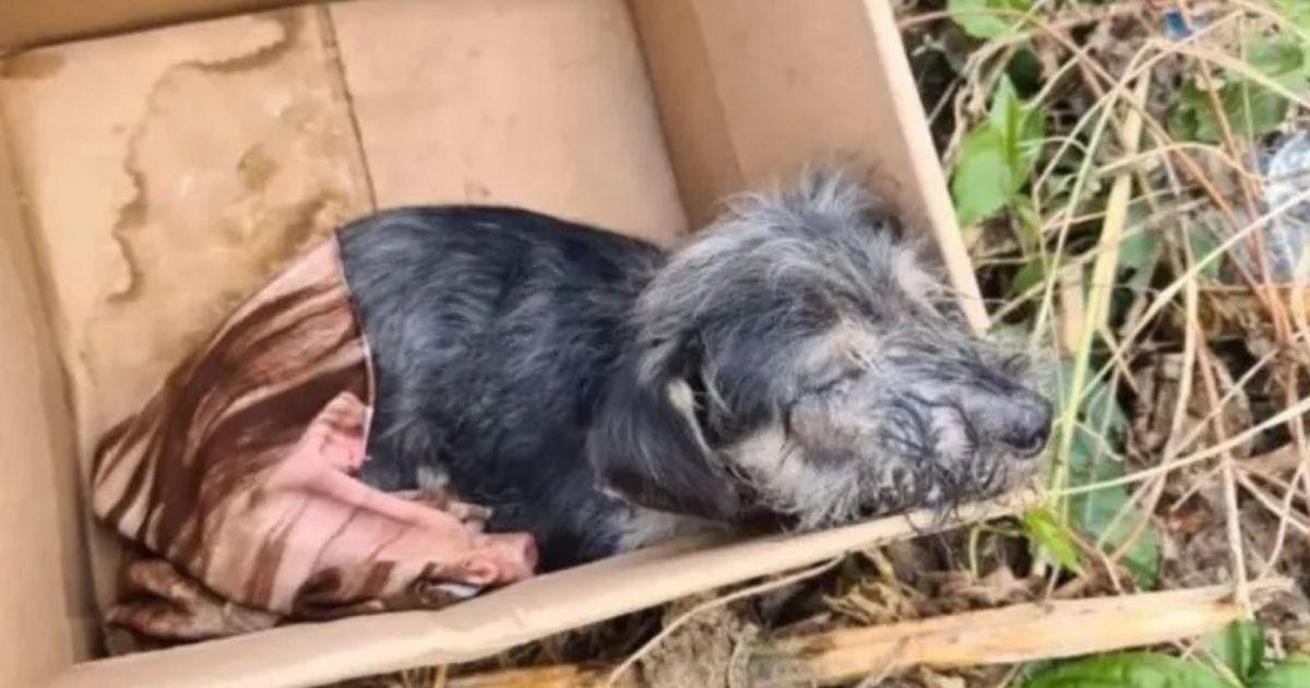 From Trash To Treasure Abandoned Puppy Becomes A Family Princess