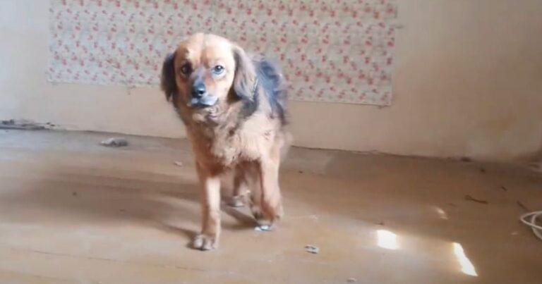 Grieving Dog Refuses To Leave The House Following His Owner’s Passing