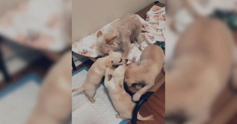 Mama Dog Finally Reunites With All Her Babies After Cruel Hands Took One Away