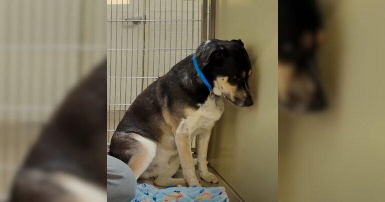 Surrendered Pup Wouldn’t Stop Staring At The Wall With Sad Eyes Until A Kind Rescuer Earned His Trust