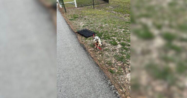 Woman Can’t Hold Back Tears After Finding A Scared Pup Left Tied To A Crate