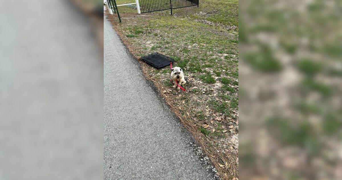 Heartbroken Woman Rescues Frightened Pup Abandoned At Park