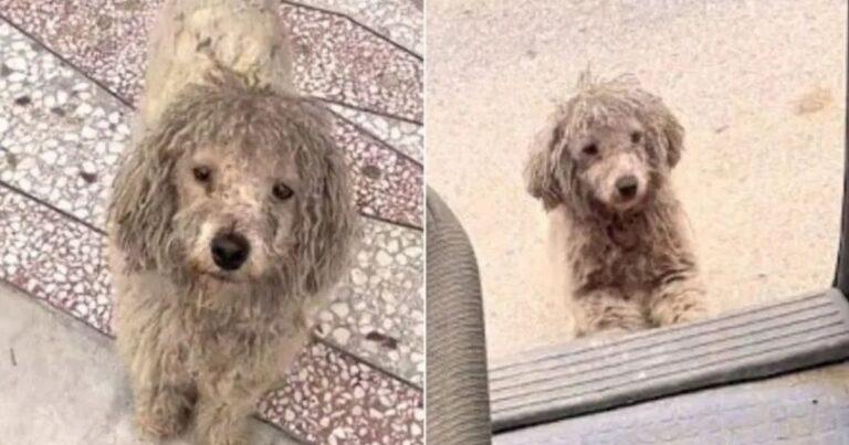 Stray Pup With Severe Matted Fur Refuses To Let Hooman Leave Without Him