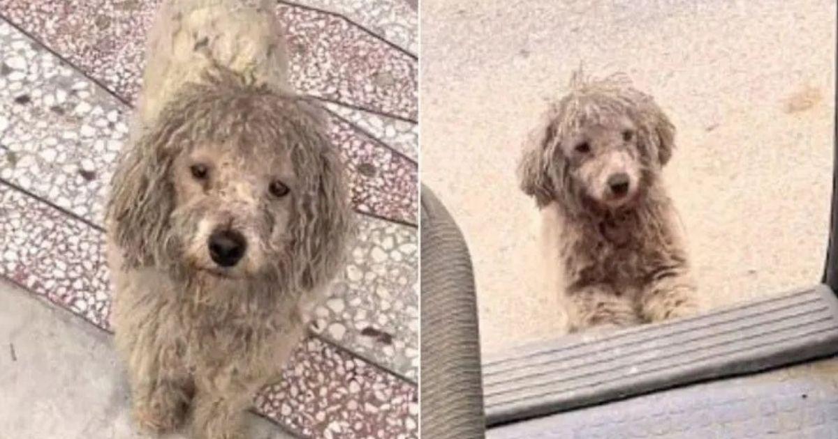 Homeless Pup’s Determined Eyes Win Over A Kind Stranger