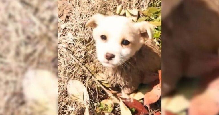 Biker Spots A Shivering Puppy Abandoned In The Mud And Rushes To Save Him