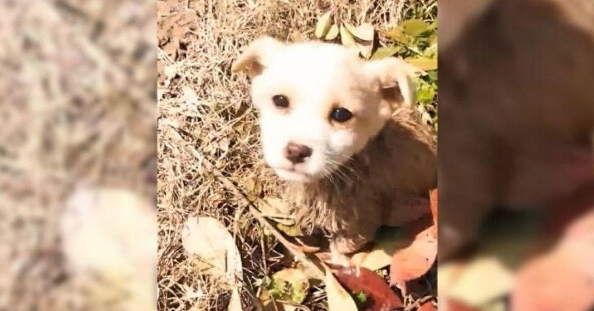 Man Finds Shivering Puppy In The Mud And Gives Him A Chance