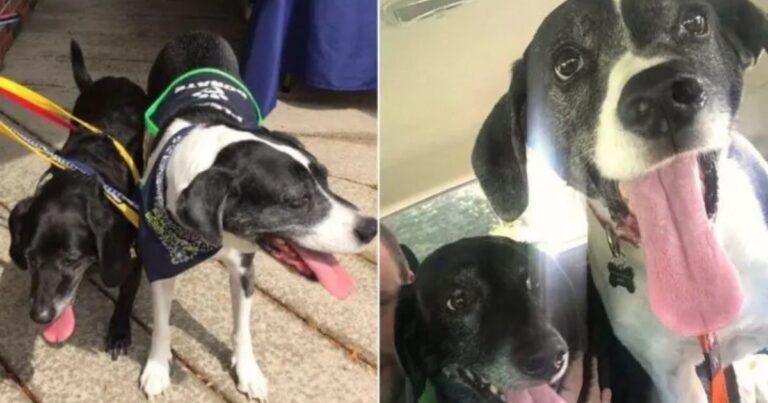 Man Tries To Euthanize His Two Healthy Dogs Just Because His Girlfriend Didn’t Want Them