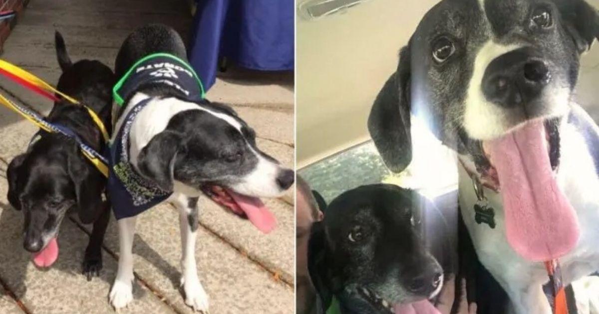 Man Wanted His Dogs Euthanized For Girlfriend, But Their Story Took A Turn