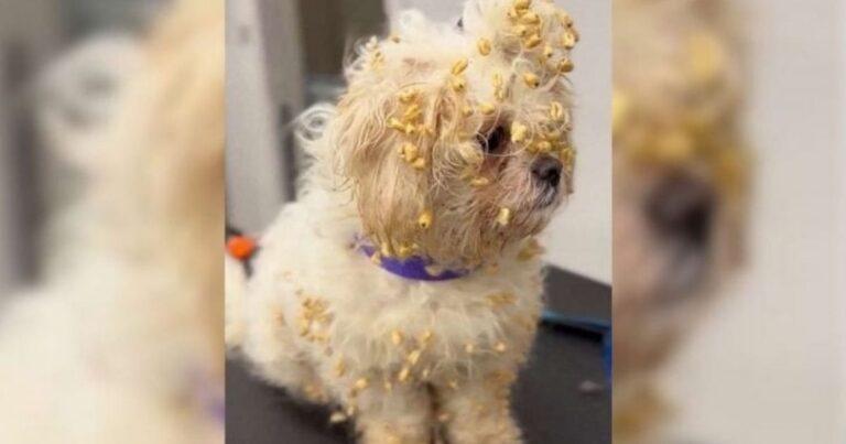 Cheeky Pup Ends Up In A Cereal Mess After Getting Into A Box Of Sugar Puffs