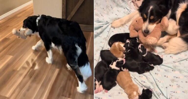 Mama Dog Keeps Bringing Stuffed Toy To Her Bed, And The Reason Will Melt Your Heart