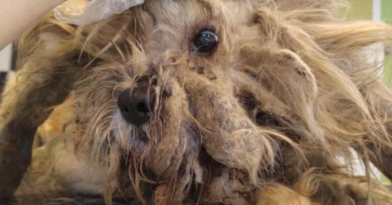 Neglected Dog Completely Transformed After Years Of Suffering Thanks To An Amazing Savior