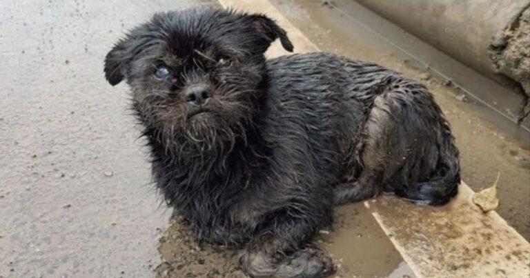 Pregnant Dog With 6 Puppies Was Struggling Alone In Pouring Rain Until Kind Souls Step In