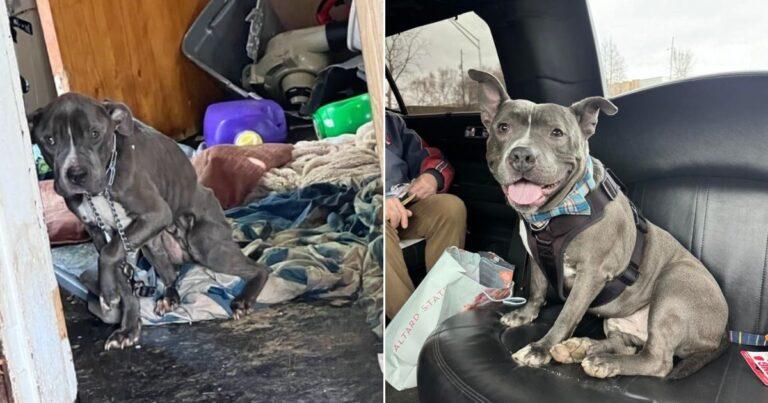 Rescue Dog Gets Luxurious Limo Ride To His New Home After 2-Year Wait In Kennel