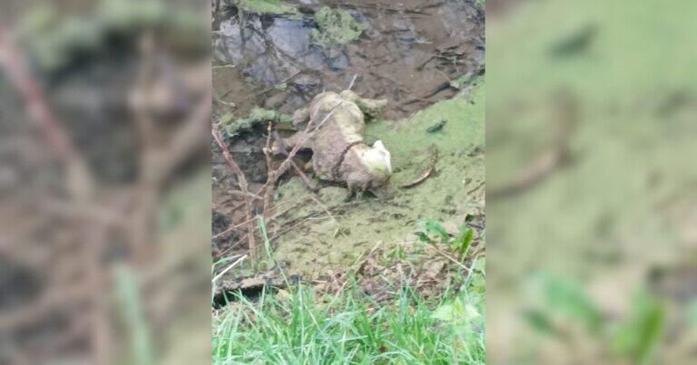 Rescuers Rush To Save “Dog” In Ditch But Uncover A Hilarious Surprise