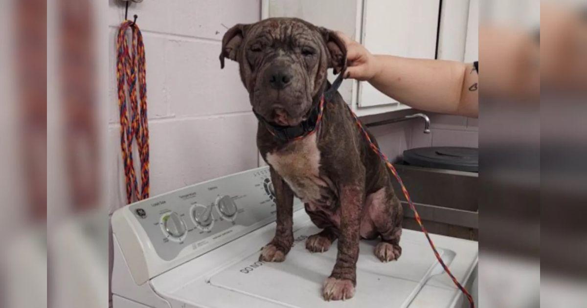 Rescuers Shocked By Dog’s Condition, Uncovering A Hidden Beauty