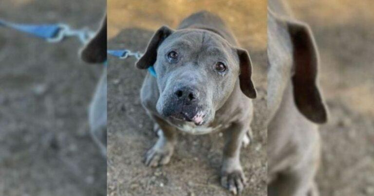 Senior Dog’s Tears For A Home Break Hearts As Adopters Avoid Him For A Sad Reason