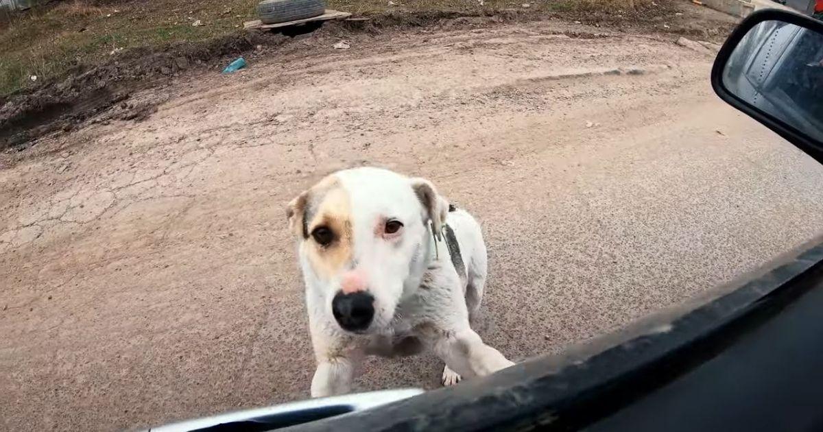 Starving Stray Dog Pleads For Food And Love By Stopping Passing Car