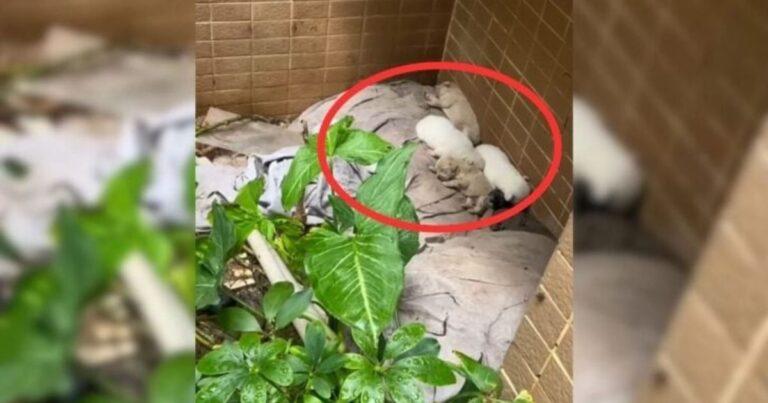 Residents Discover A Homeless Dog Family Living Behind Their Building And Rush To Help