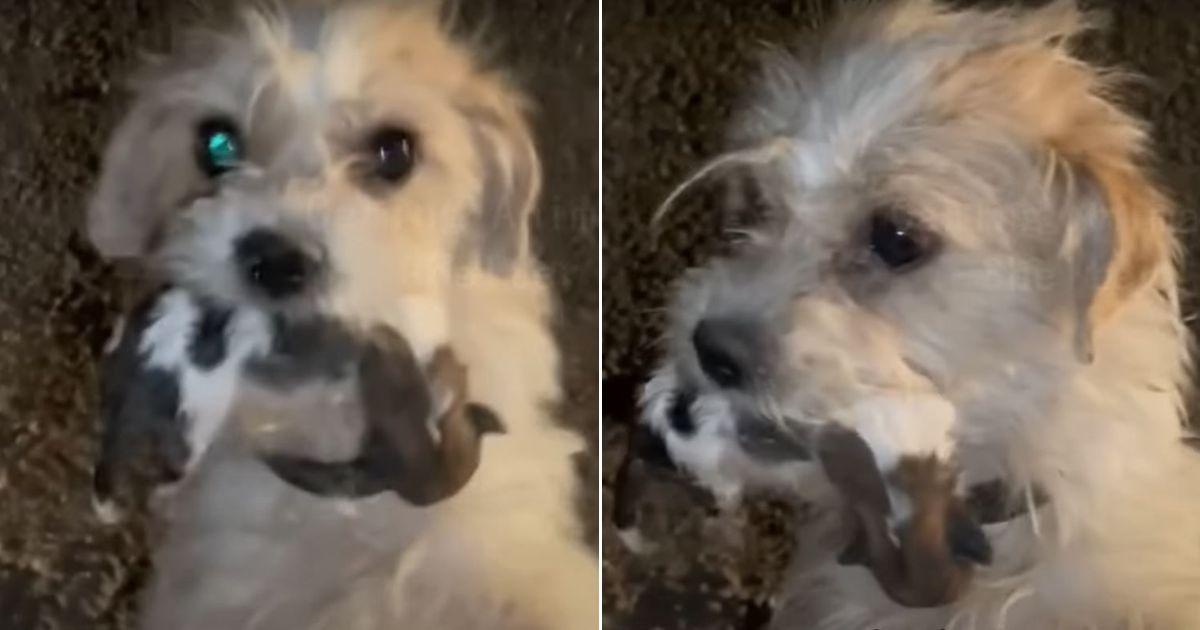 Stray Mom Dog Begs For Help, Holding Her Puppies In Her Mouth