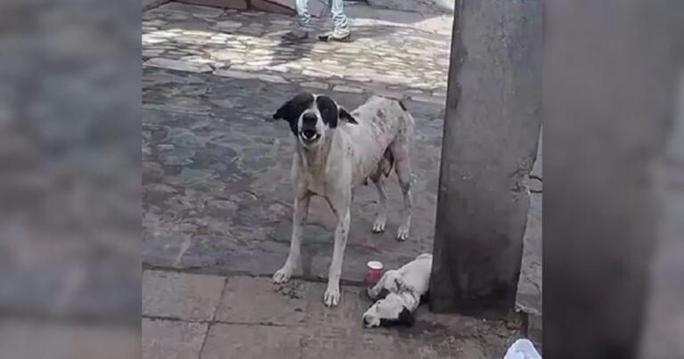 Terrified Mama Dog Won’t Stop Crying For Help Until Rescuers Save Her Injured Baby