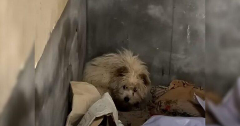 Starving Puppy Found Curled Up In An Abandoned House Meets Her Rescuers With Hopeful Eyes