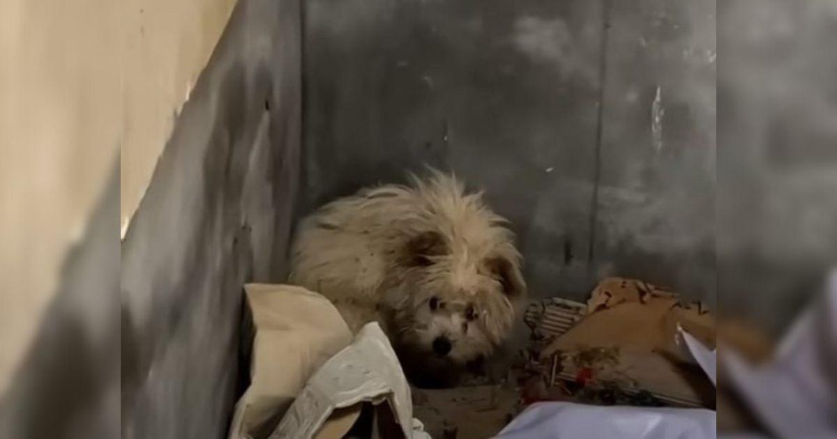 The Starving Puppy Who Found Hope In An Abandoned House