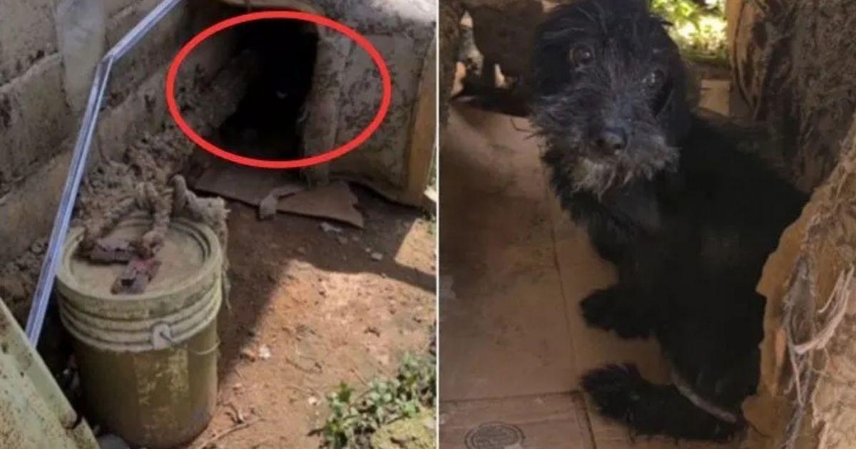 Tiny Dog Lived A Lifetime Of Isolation, Chained Under A Broken Sofa—Now He’s Thriving