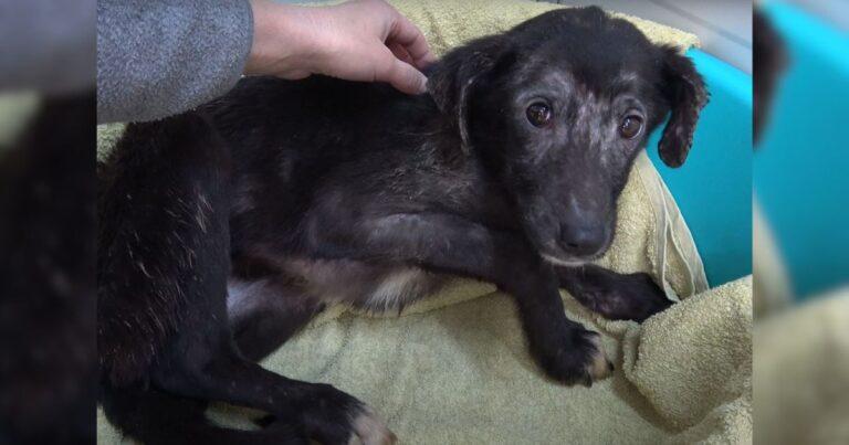 Traumatized Pup Afraid Of Human Touch Experiences Belly Rubs For The First Time