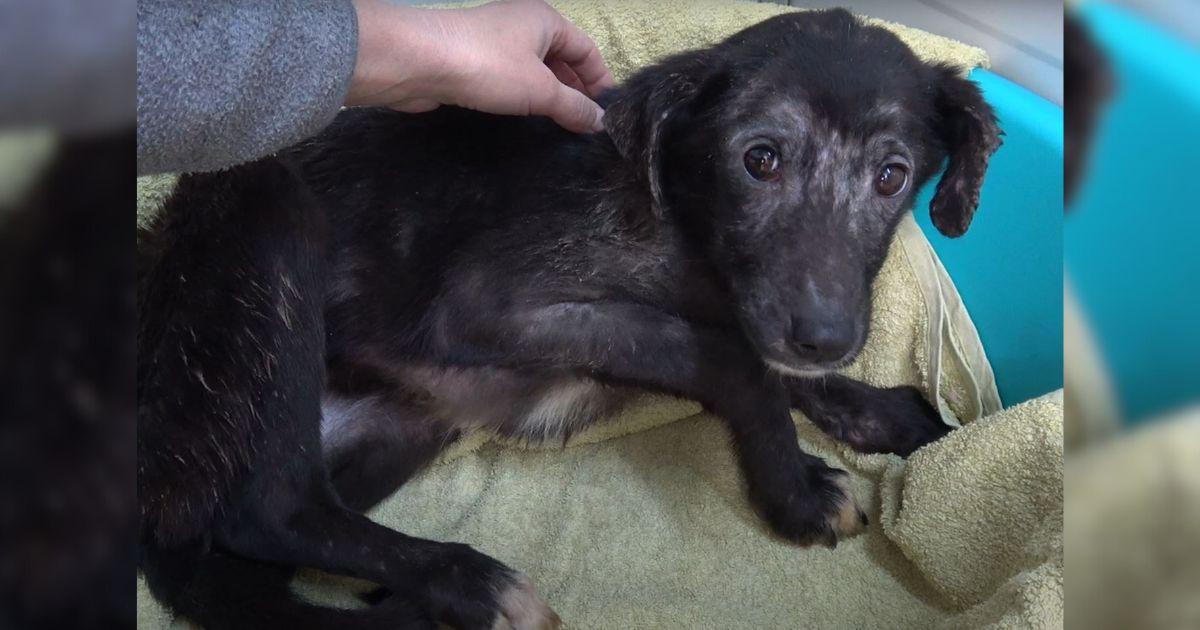 Traumatized Pup Afraid Of Touch Learns To Love Belly Rubs And Finds A Forever Home