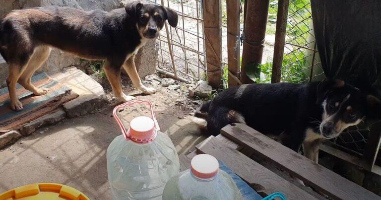 Anbandoned Dog Siblings Were Afraid To Trust Until Something Remarkable Happened