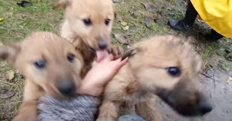 Woman Couldn’t Ignore The Cries Of Puppies Desperately Begging For Rescue