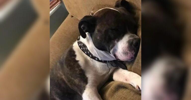 Woman Discovers Her Missing Dog Living A New Life Then Gets A Surprising Call