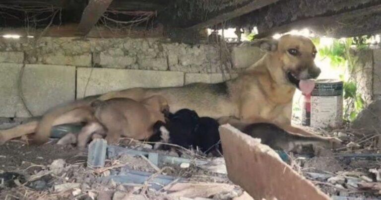 Mama Dog In Distress Politely Leads A Stranger To Save Her Puppies