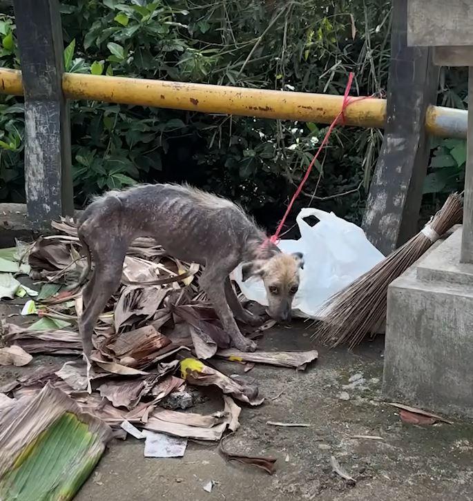 abandoned dog eating garbage