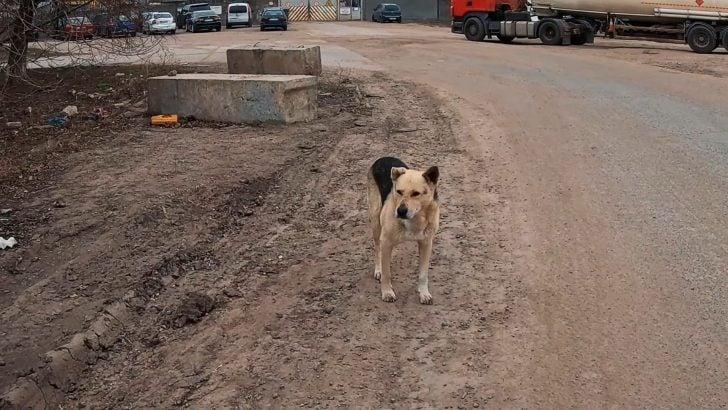 abandoned dog on road