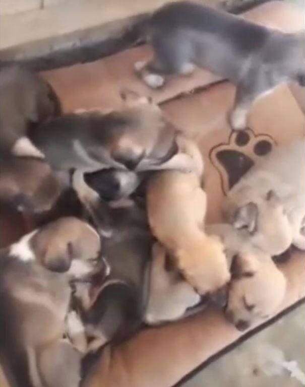 all abandoned puppies